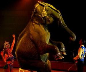 yapboz sirk de Elephant